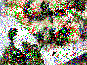 Of course you want to make sure it's good, Neapolitan pizza.